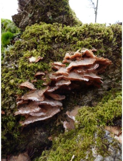 Mature bracket-shaped fruit bodies on oak in the New Forest, UK.